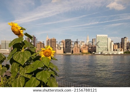 Manhattan skyline at sunrise, seen from Long Island City, Queens, New York. Sunflowers on the foreground