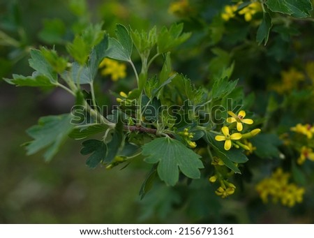 yellow currant flowers in the spring garden