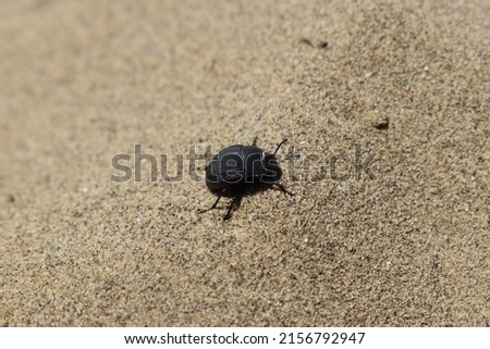 Desert, ground, sand beetle  with matte black colors and shiny stripes. No vertebrae beautiful insect of hot weather. Sand background at the beach. Coleoptera. Coastal fauna.