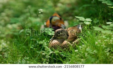 Majestic mandarin duck in the grass. Orange bird. wild nature