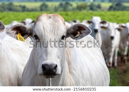 Herd of Nelore cattle grazing in a pasture on the brazilian ranch Royalty-Free Stock Photo #2156810235