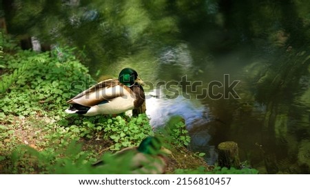 duck sits by the water. duck with green shiny head and neck.