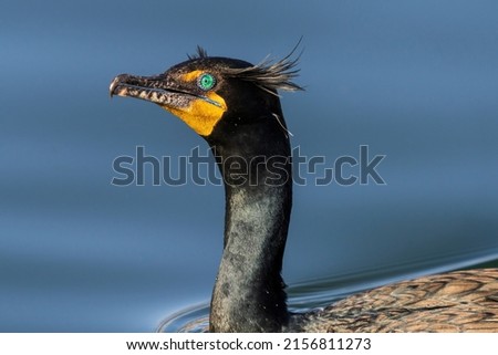 Large closeup portrait of a Double-crested Cormorant with wispy head feathers, or tufts, and a beautifully colored aqua green eye during the breeding season. Royalty-Free Stock Photo #2156811273