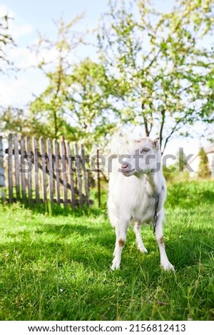 Portrait of a white adult goat on a green grass summer meadow in the village