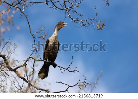 A double-crested cormorant perched in a tree  Royalty-Free Stock Photo #2156813719
