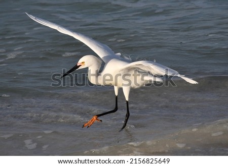 Snowy egret in breeding plumage in ocean surf