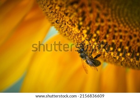honey bee collects nectar on a sunflower
