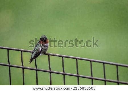 Male ruby-throated hummingbird perched on a fence in a springtime backyard in Taylors Falls, Minnesota USA.