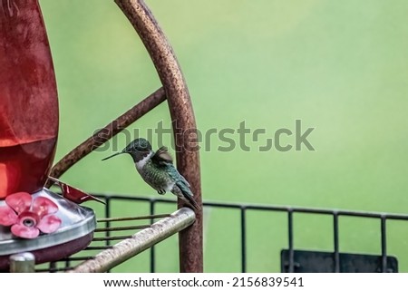 Male ruby-throated hummingbird hovering in midair while drinking from a backyard hummingbird feeder on a spring evening in Taylors Falls, Minnesota USA.