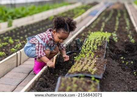 Little girl with vegetable plants farming and gardening concept. Daughter planting vegetable in home garden field use for people family Royalty-Free Stock Photo #2156843071