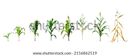 economic crop illustration The process of planting corn with realistic color background in the design until the first planting stage. corn planting process Growing Corn from Seed to Flower Throughout  Royalty-Free Stock Photo #2156862519