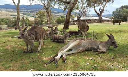 View of a group of kangaroos (mob, troop, or court) resting on the ground. It is a marsupial from the family Macropodidae (macropods, meaning "large foot") - genus Macropus. Australian native animal.  Royalty-Free Stock Photo #2156864715