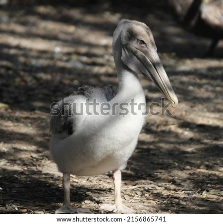 Baby Brown Pelican born in a seaside seabird sanctuary in Florida Royalty-Free Stock Photo #2156865741