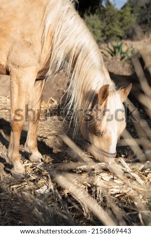 honey colored horse eating grass