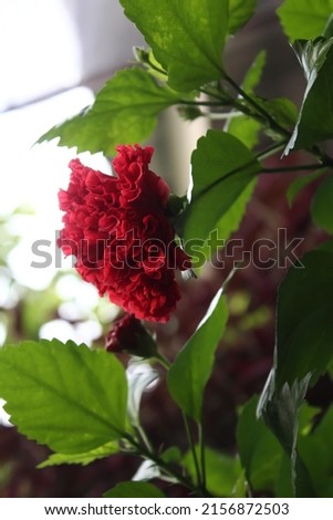 Red flower with green leaf 