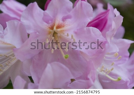 Pink and White Flower Clusters