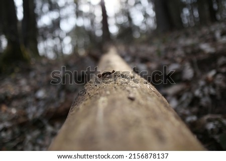 A selective focus shot of a tree trunk in a forest