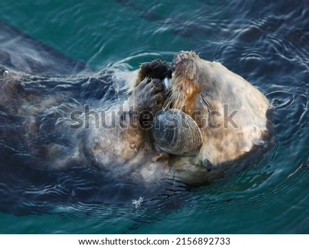 Sea Otter Eating a Clam at Morro Bay