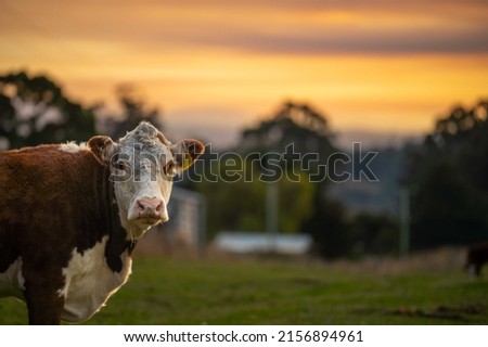 cows and cattle grazing in tasmania Australia Royalty-Free Stock Photo #2156894961