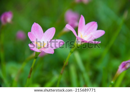 Rain lilly pink flower in the rainy season 