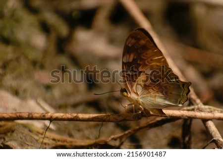 picture of beautiful yellow butterfly
Vagrans is monotypic genus with the species vagrant a species of nymphalid butterfly found in forested areas of tropical South Asia and Southeast Asia.