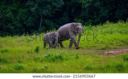 elephants in a national park in Thailand, Elephants use natural salt marsh
