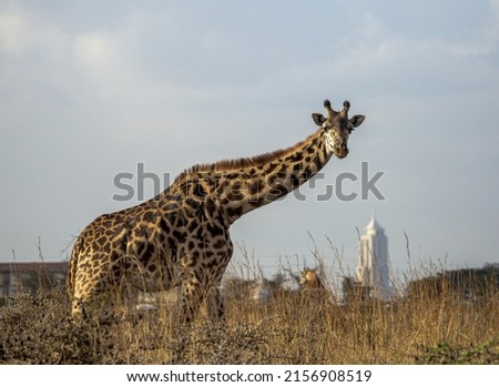 A giraffe in the field with skyline in the background in the Nairobi National Park, Kenya