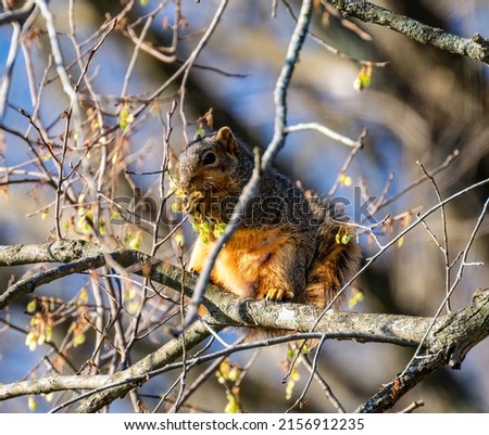 A cute squirrel sitting on a branch and eating from tree with blurred background