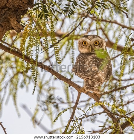 A vertical shot of a Spotted Owl hidden in tree looking into camera