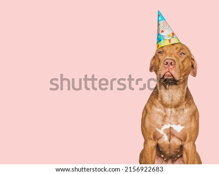 Lovable, pretty brown puppy and party hat. Close-up, indoors, studio photo. Day light. Concept of care, education, obedience training and raising pets