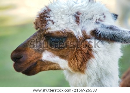 A closeup of an alpaca portrait