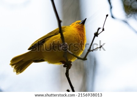 A shallow focus shot of an eastern golden weaver perched on a branch