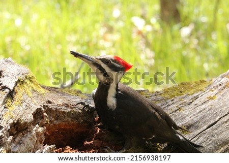 A closeup shot of a Great Spotted Woodpecker bird perched on a tree in a forest