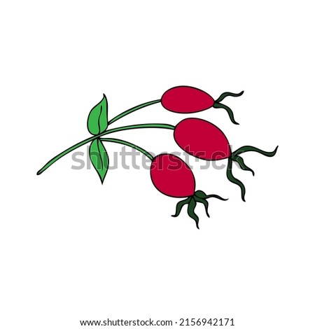 Wild rose, briar, hand drawn dogrose berry vector illustration isolated on white background, decorative rosehip colorful element for design cosmetic, natural medicine, herbal tea,health organic food