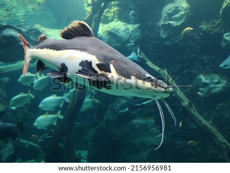 Catfish fish swims in the water in nature.