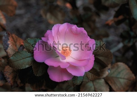 The close-up shot of a single pink wild rose shrub flower
