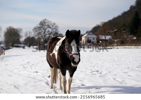 A bright winter morning on a farm with a beautiful black and white horse walking on the snowy ground