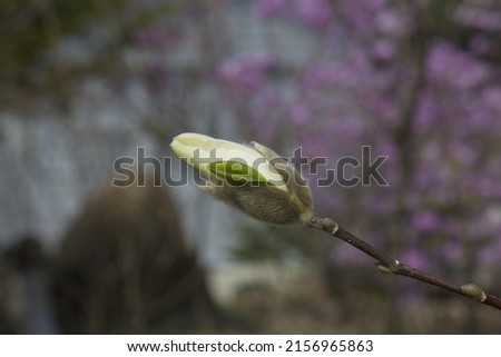 Close up Magnolia flower buds.