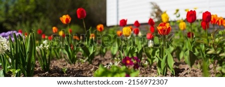 Background banner panorama of flowers in the yard. Beautiful natural countryside landscape. Selective focusing on foreground with strong blurry background.