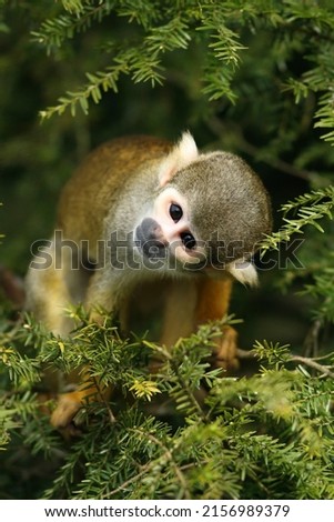 Portrait of a curious Squirrel Monkey in a tree looking at the photographer
