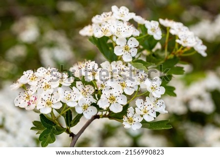 Crataegus monogyna. Detail of a hawthorn branch with white flowers in spring. Royalty-Free Stock Photo #2156990823