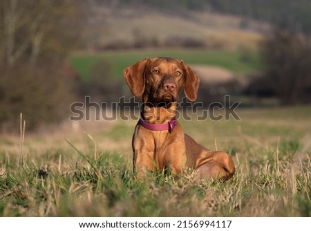 A watchful Hungarian Vizsla dog in a field in Jena, Germany Royalty-Free Stock Photo #2156994117