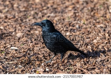 A black crow standing on fallen leaves in winter, portrait