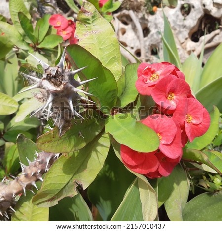 Succulent plant Crown of thorns ( latin Euphorbia milii ) known as Christ plant, or Christ thorn, is a species of flowering plant in the spurge family Euphorbiaceae, native to Madagascar. Royalty-Free Stock Photo #2157010437