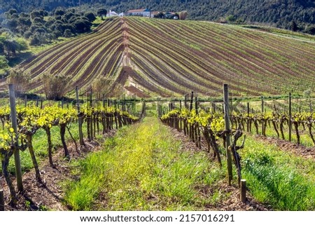 Vineyards with geometric shapes. Figueiras, Torres Vedras, Portugal