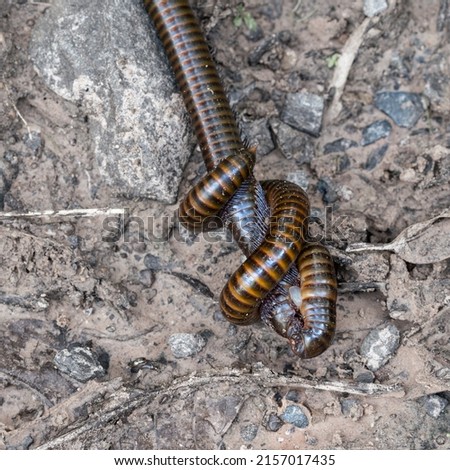 Millipedes Mating The mating of two millipedes in a spiral twisted way on the ground. A large species of millipedes, red-brown in color.