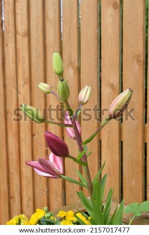 Close Up of Lilium Orientalis 'Star Gazer' Buds on Plant in Garden seen against Timber Fence 