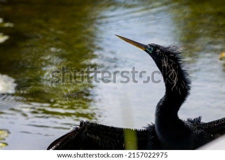 A closeup shot of an Anhinga bird near the pond on a sunny day