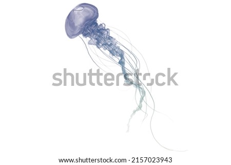 Blue and white Jellyfish dansing in the white background Royalty-Free Stock Photo #2157023943