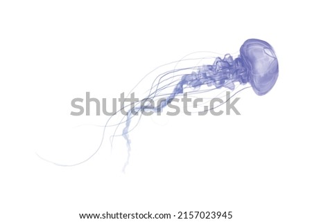 Blue and white Jellyfish dansing in the white background Royalty-Free Stock Photo #2157023945